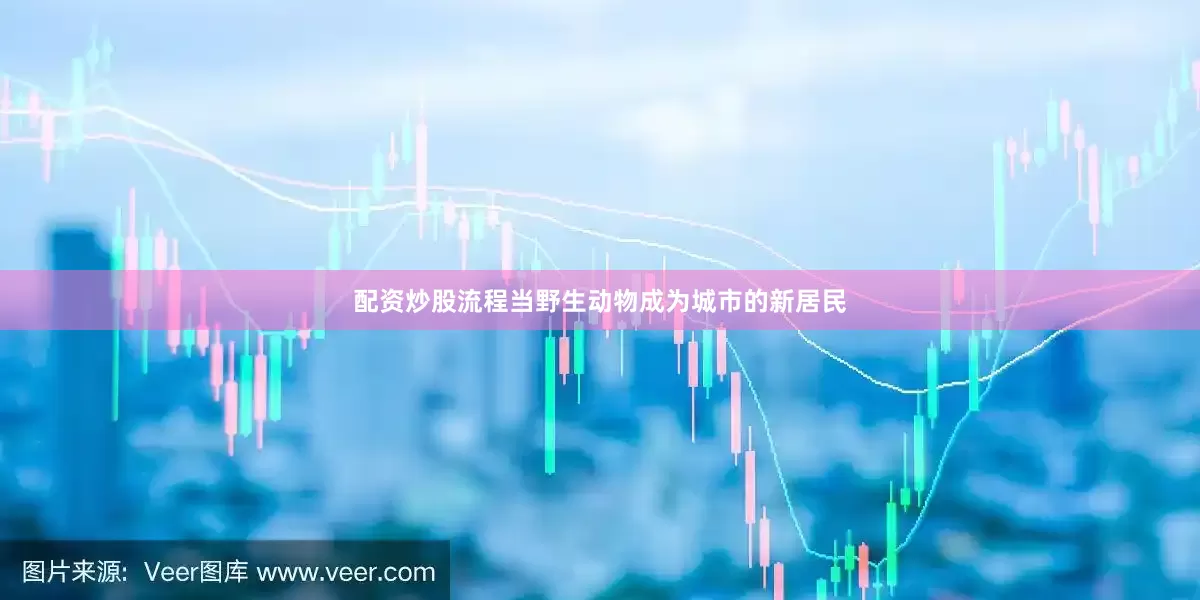 配资炒股流程当野生动物成为城市的新居民
